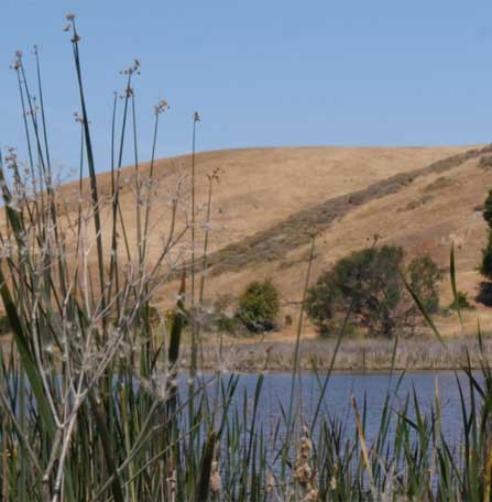 A calm lake in the foreground with tall grass swaying gently, framed by arid hills under a clear blue sky in the background—a scene reminiscent of a Martin Lucas Films masterpiece. 